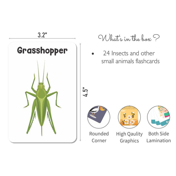 Insect Flash Cards- Pack of 24